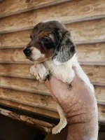 Poogle girl 2, a female Beagle and Poodle - Miniature  for sale in Corinth, MS – 1 of 3