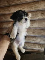 Yorkie boy , a male Yorkshire Terrier for sale in Corinth, MS – 5 of 7