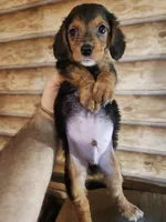 Poogle boy 1, a male Beagle and Poodle - Miniature  for sale in Corinth, MS – 3 of 3