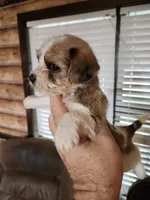 Yorkie poo chon boy 1, a male Bichon Frise and Yorkipoo for sale in Corinth, MS – 5 of 6