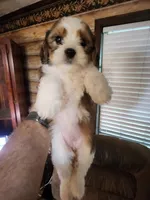 Yorkie poo chon girl 2, a female Bichon Frise and Yorkipoo for sale in Corinth, MS – 5 of 6