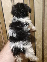 Yorkie poo B2, a male Yorkipoo for sale in Corinth, MS – 3 of 5
