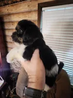 Yorkie poo chon boy 2, a male Bichon Frise and Yorkipoo for sale in Corinth, MS – 3 of 6