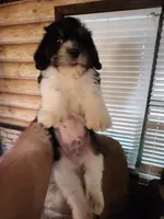Yorkie poo chon boy 2, a male Bichon Frise and Yorkipoo for sale in Corinth, MS – 6 of 6