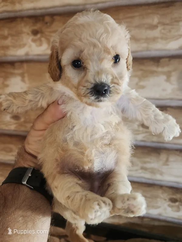 YPC-G2 – Bichon Frise, Yorkipoo puppy for sale in Corinth, MS