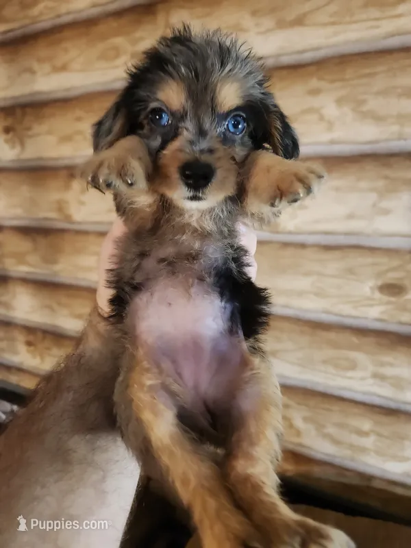 Poogle girl 4 – Beagle, Poodle - Miniature  puppy for sale in Corinth, MS