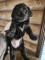 Yorkie poo G1 Litter 1, a female Yorkipoo for sale in Corinth, MS – 5 of 6