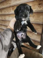 Yorkie poo B2 Litter 1, a male Yorkipoo for sale in Corinth, MS – 4 of 5