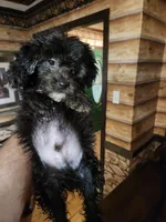 Male shorkie poo, a male Yorkipoo and Shih Tzu for sale in Corinth, MS – 6 of 6