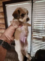 Yorkie poo chon boy 1, a male Bichon Frise and Yorkipoo for sale in Corinth, MS – 2 of 6