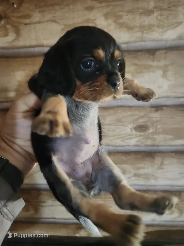 Beaglier girl – Beagle, Cavalier King Charles Spaniel puppy for sale in Corinth, MS