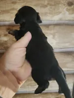 Yorkie poo G1 Litter 2, a female Yorkipoo for sale in Corinth, MS – 5 of 7