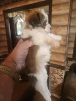 Boy 4, a male Havanese and Poodle - Miniature  for sale in Corinth, MS – Photo 3 of 4