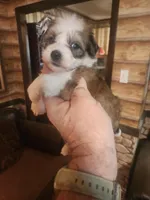 Boy 4, a male Havanese and Poodle - Miniature  for sale in Corinth, MS – Photo 1 of 4