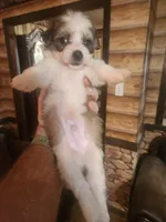 Boy 4, a male Havanese and Poodle - Miniature  for sale in Corinth, MS – Photo 4 of 4