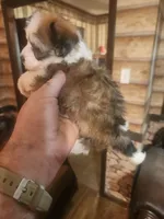 Boy 4, a male Havanese and Poodle - Miniature  for sale in Corinth, MS – Photo 2 of 4