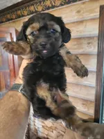 Boy Yorkie Poo, a male Yorkipoo for sale in Corinth, MS – 1 of 2