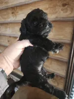 Yorkie poo G1 Litter 1, a female Yorkipoo for sale in Corinth, MS – 2 of 6