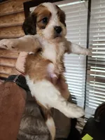 Yorkie poo chon boy 3, a male Bichon Frise and Yorkipoo for sale in Corinth, MS – 5 of 6
