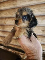 Poogle girl 4, a male Beagle and Poodle - Miniature  for sale in Corinth, MS – 2 of 3