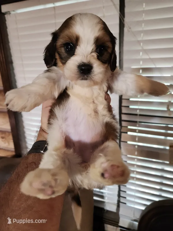 Yorkie poo chon girl 2 – Bichon Frise, Yorkipoo puppy for sale in Corinth, MS