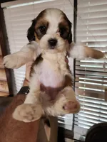 Yorkie poo chon girl 2, a female Bichon Frise and Yorkipoo for sale in Corinth, MS – 1 of 6