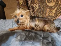 Holly, a female Yorkshire Terrier for sale in Corinth, MS – 2 of 3