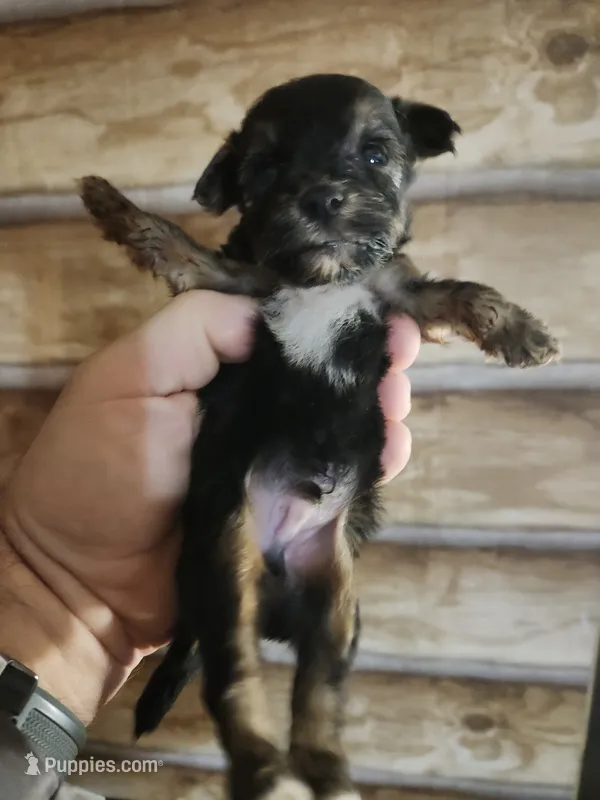 Yorkie poo B1 Litter 2 – Yorkipoo puppy for sale in Corinth, MS