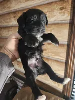 Yorkie poo B2 Litter 1, a male Yorkipoo for sale in Corinth, MS – 5 of 5