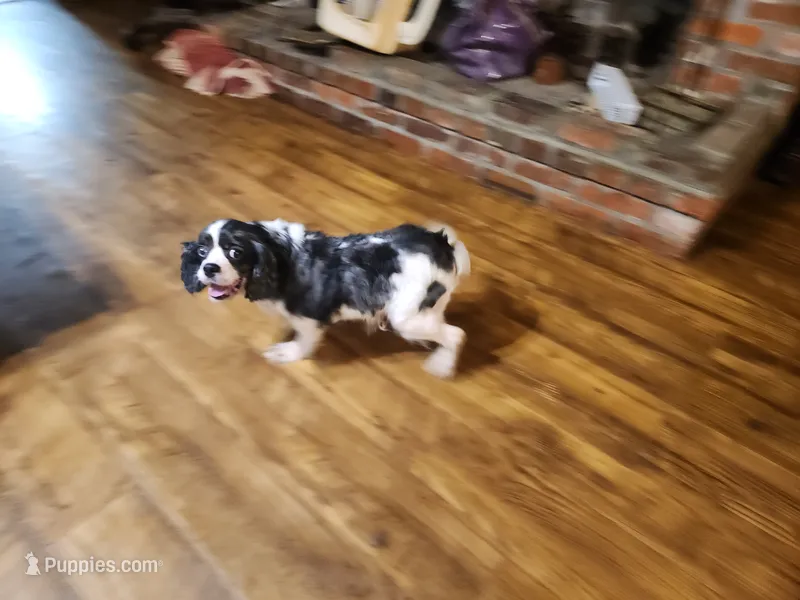 Cocker Spaniel female – Cocker Spaniel puppy for sale in Corinth, MS