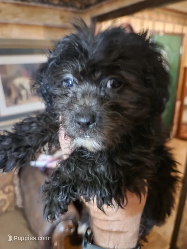 Male shorkie poo – Yorkipoo, Shih Tzu puppy for sale in Corinth, MS