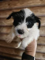 Yorkie Girl, a female Yorkshire Terrier for sale in Corinth, MS – 4 of 8