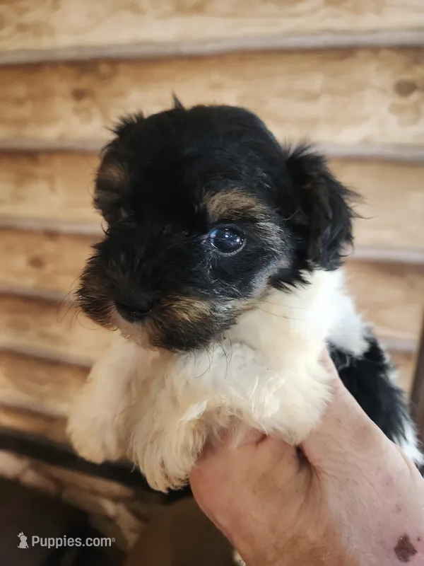 Yorkie poo G1 – Yorkipoo puppy for sale in Corinth, MS
