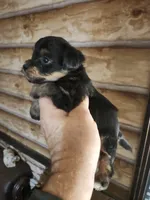 Yorkie poo G2 Litter 1, a female Yorkipoo for sale in Corinth, MS – 3 of 7