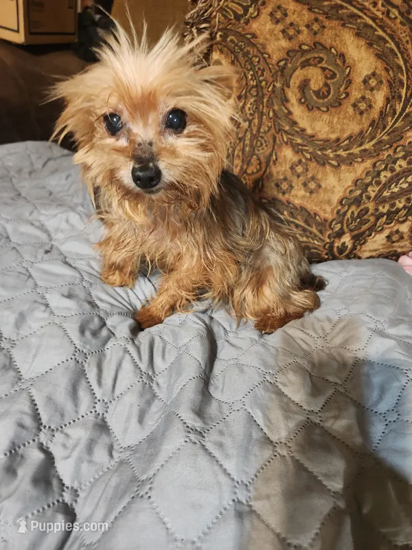 Holly – Yorkshire Terrier puppy for sale in Corinth, MS