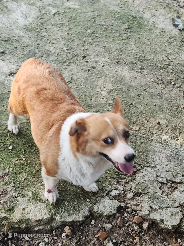 Corgi female adult – Pembroke Welsh Corgi puppy for sale in Corinth, MS