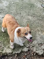 Corgi female adult, a female Pembroke Welsh Corgi for sale in Corinth, MS – 1 of 2