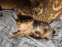 Holly, a female Yorkshire Terrier for sale in Corinth, MS – 3 of 3