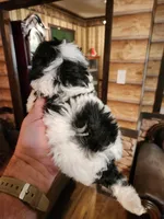 Boy 2, a male Havanese and Poodle - Miniature  for sale in Corinth, MS – Photo 3 of 5