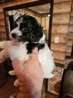 Boy 2, a male Havanese and Poodle - Miniature  for sale in Corinth, MS – Photo 2 of 5