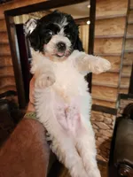 Boy 2, a male Havanese and Poodle - Miniature  for sale in Corinth, MS – Photo 1 of 5