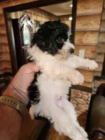 Boy 2, a male Havanese and Poodle - Miniature  for sale in Corinth, MS – Photo 4 of 5