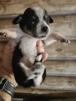 Chicorgi girl, a female Pembroke Welsh Corgi and Chihuahua for sale in Corinth, MS – 6 of 7