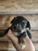 Yorkie poo G1 Litter 2, a female Yorkipoo for sale in Corinth, MS – 3 of 7