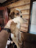 Yorkie poo chon boy 3, a male Bichon Frise and Yorkipoo for sale in Corinth, MS – 3 of 6
