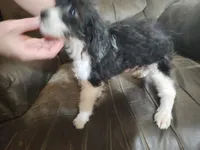 Poogle girl, a female Beagle and Poodle - Toy  for sale in Corinth, MS – 7 of 8