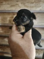 Yorkie poo B1 Litter 2, a male Yorkipoo for sale in Corinth, MS – 6 of 6