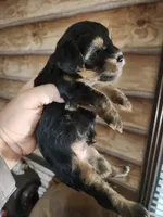 Yorkie poo B3 Litter 1, a male Yorkipoo for sale in Corinth, MS – 6 of 7