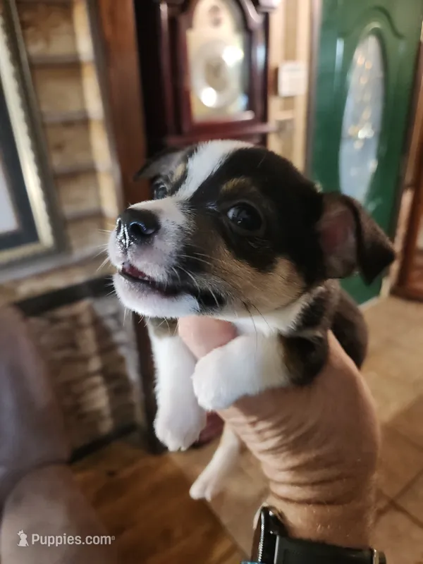 CC-B4 – Pembroke Welsh Corgi, Chihuahua puppy for sale in Corinth, MS