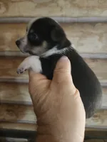 Chicorgi girl, a female Pembroke Welsh Corgi and Chihuahua for sale in Corinth, MS – 2 of 7